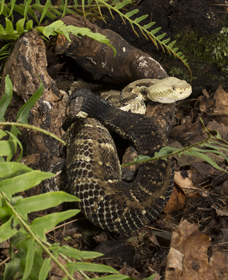snake